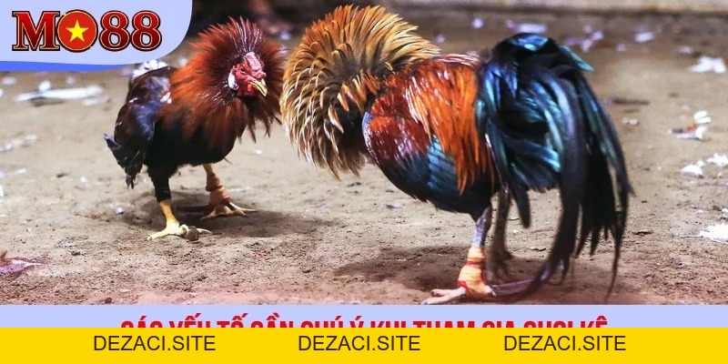 Đá Gà Savan - Luật Chơi Và Kinh Nghiệm Chọn Kê Bất Bại - dezaci