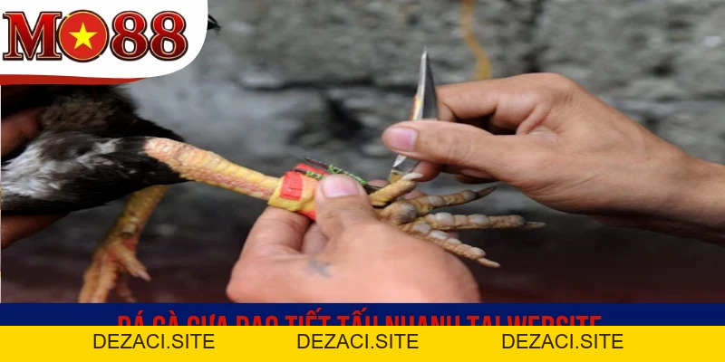 Đá Gà MO88 - Theo Dõi Trận Đấu Trực Tiếp Cược Ăn Tiền Ngay - dezaci
