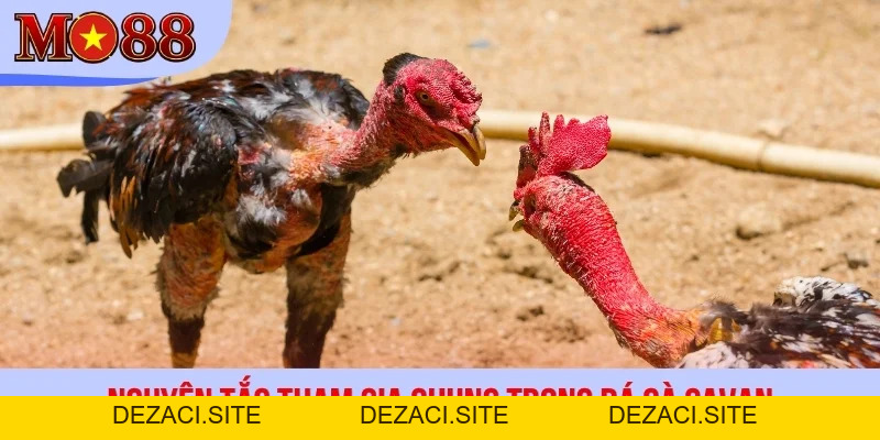 Đá Gà Savan - Luật Chơi Và Kinh Nghiệm Chọn Kê Bất Bại - dezaci